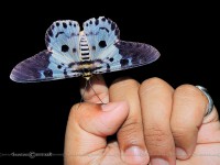 /album/photo-gallery-homepage/blue-tiger-moth-dysphania-percota-jpg/